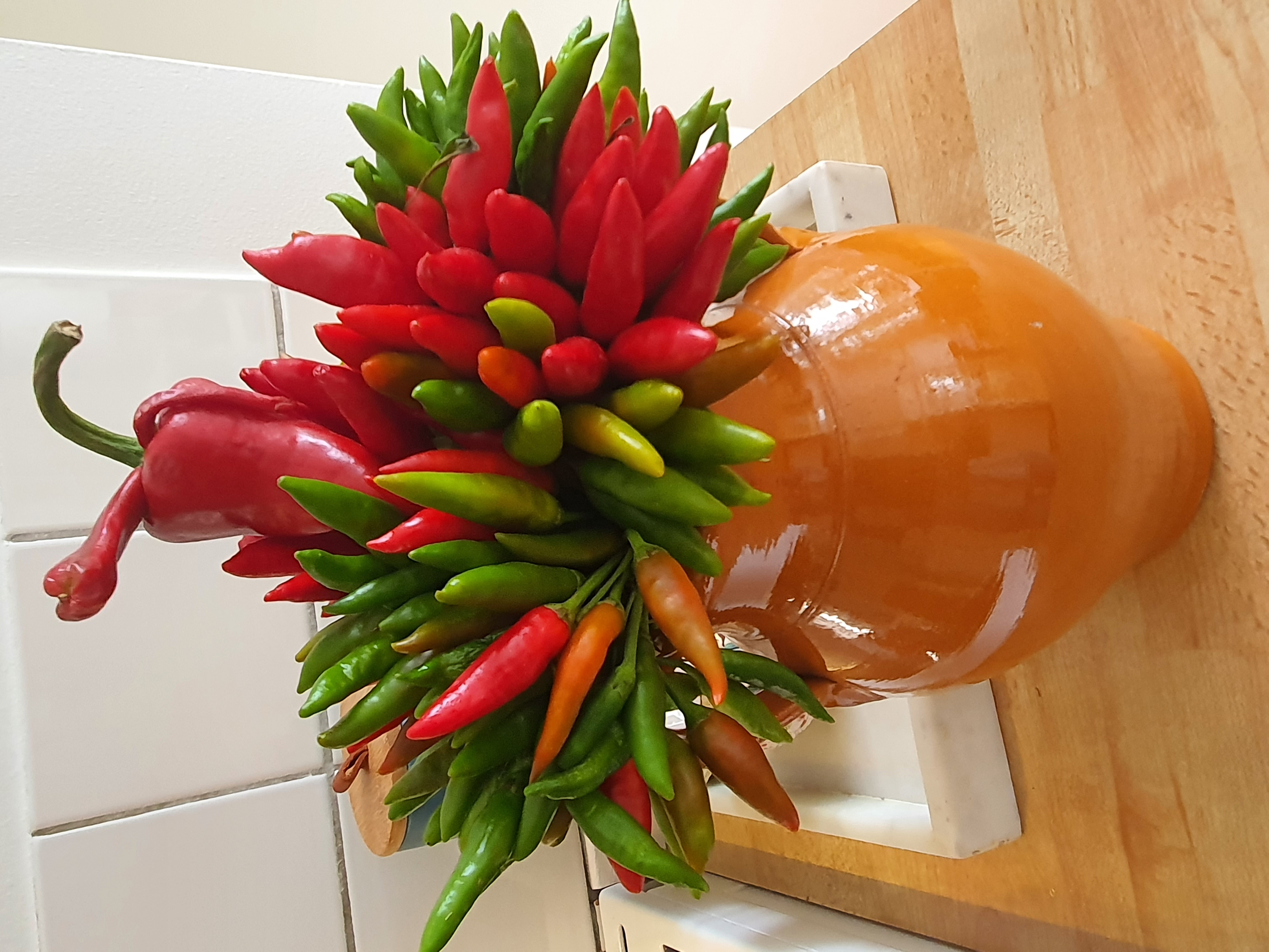 Aktuell händelse eller tävling från Westeras Tai-Nui Club i Västerås - Wushu Sanda, MMA eller Submission Wrestling